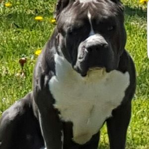 Meet your Posher, Daim